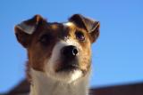 Coco with her keen expression
