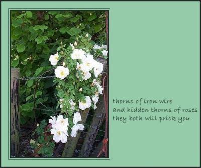 Thorns of Roses