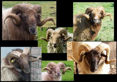 Collage Rams
