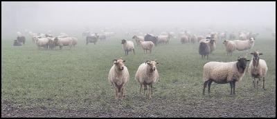 Herd in Drenthe