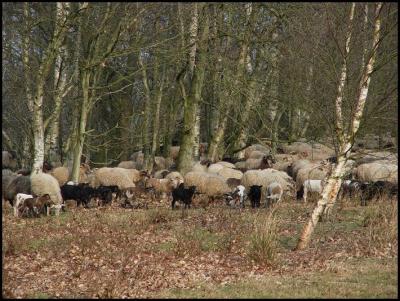 Herd in Drenthe