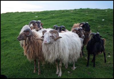Group of rams