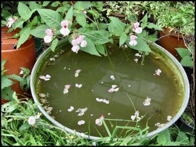 u13/lookheretitia/medium/38406004.scatteredleaves.jpg