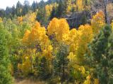 Hope Valley Aspens