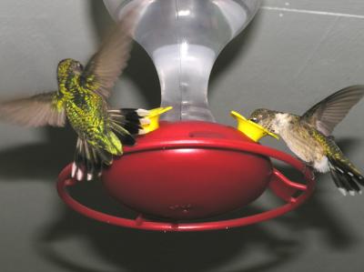 Hummingbird5.jpg