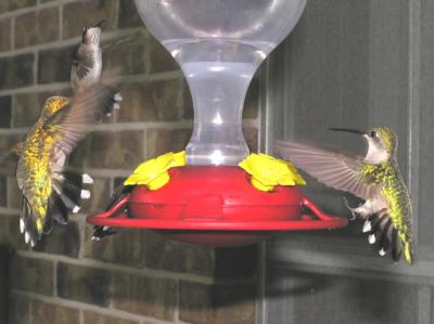 Hummingbird7.jpg