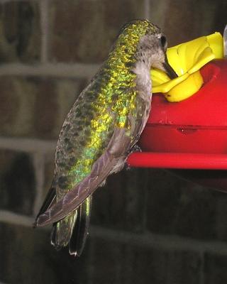 Hummingbird8.jpg