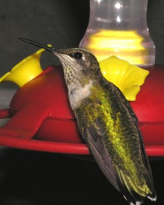 Hummingbird9.jpg