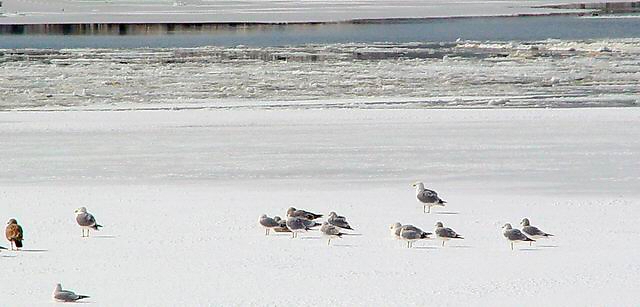 Getting a Tan on Ice