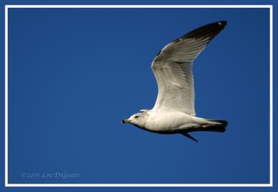 DSC_0030Gull.jpg