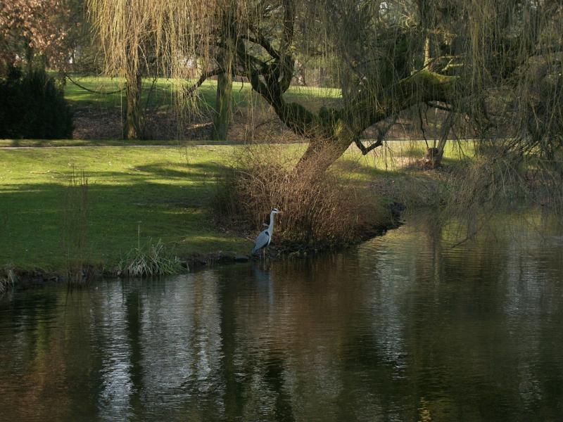 Grey heron