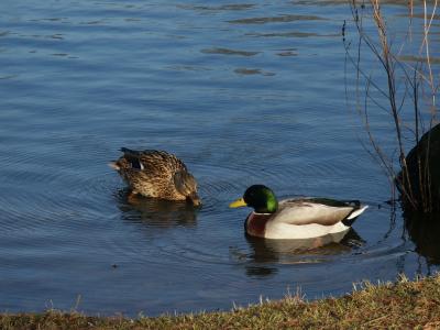The ducks also enjoy the sun