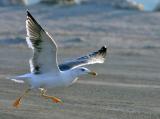 Lesser Black-Backed Gull