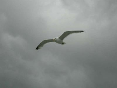 Plymouth - Seagull.jpg