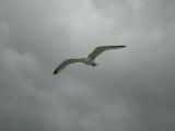 Plymouth - Seagull.jpg