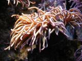 SeaLifeCentre, Plymouth_04.jpg