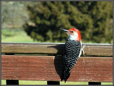 RedBellyWoodpecker.0451