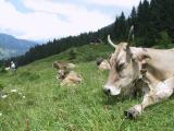 IKleinwalsertal - Wildental