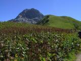 Kleinwalsertal - Der Widderstein