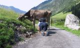 Kleinwalsertal - Gemsteltalwanderung (22.7.2002) - nur Milch kommt draus, auch lecker ...