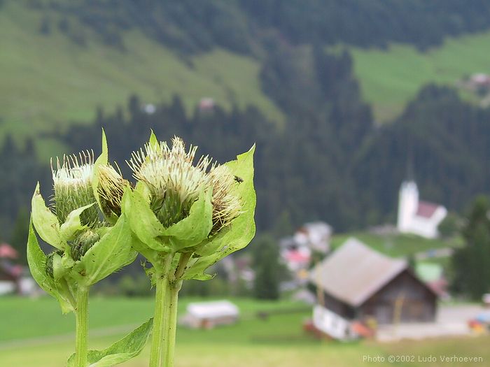 Kleinwalsertal Blumenpracht (woche 29/30 2002)