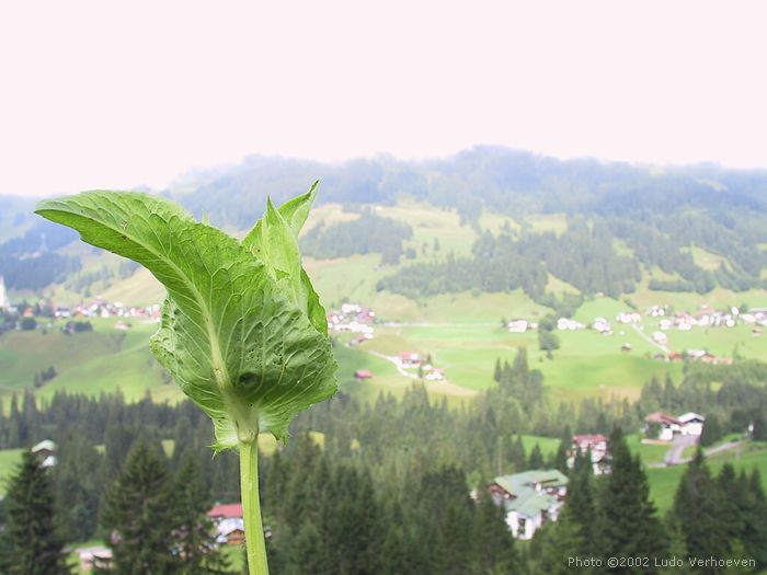 Kleinwalsertal Blumenpracht (woche 29/30 2002)