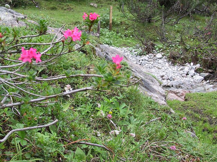 Kleinwalsertal Blumenpracht <br>(woche 29/30 2002)