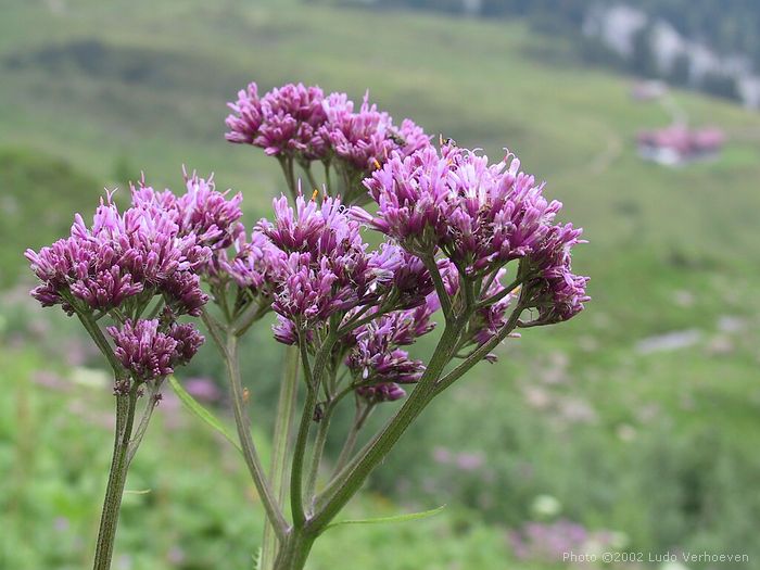 Kleinwalsertal Blumenpracht (woche 29/30 2002)