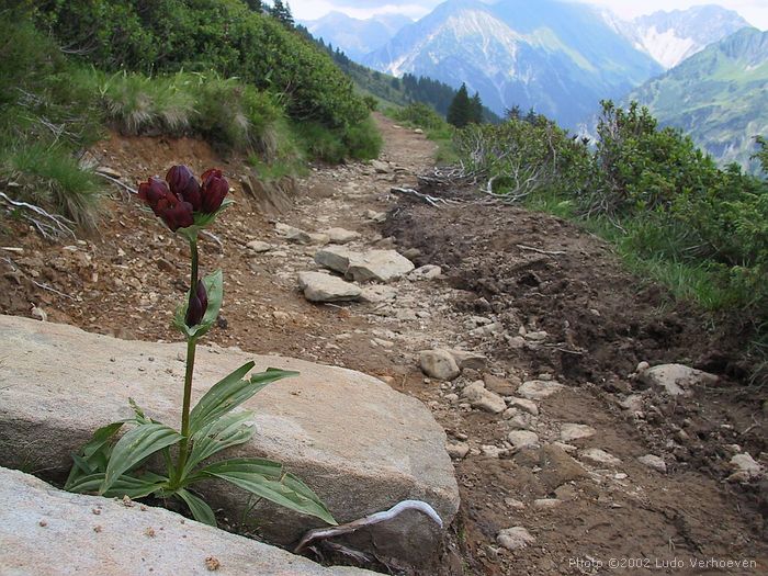 Kleinwalsertal Blumenpracht (woche 29/30 2002)