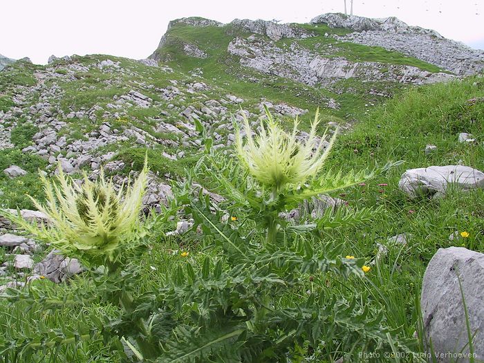 Kleinwalsertal Blumenpracht <br>(woche 29/30 2002)