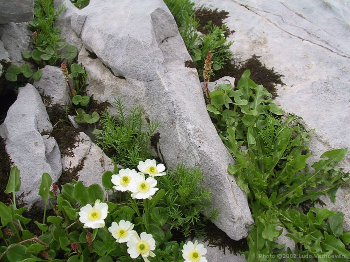 Kleinwalsertal Blumenpracht (woche 29/30 2002)