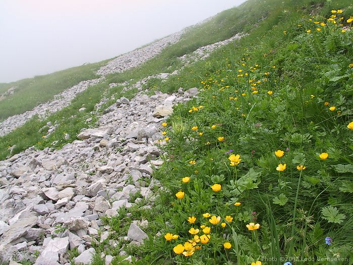 Kleinwalsertal Blumenpracht (woche 29/30 2002)