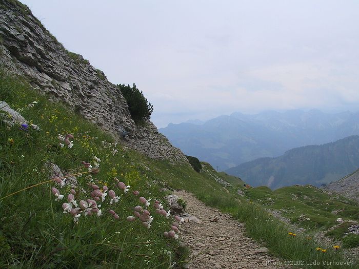 Kleinwalsertal Blumenpracht <br>(woche 29/30 2002)