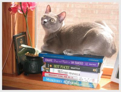 u13/macastat/medium/34401340.GracieandtheBooks.jpg