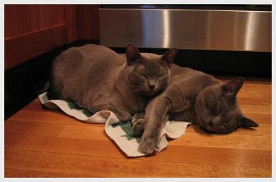 u13/macastat/medium/35634676.asleeptogether.jpg