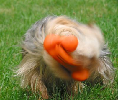 Gato playing