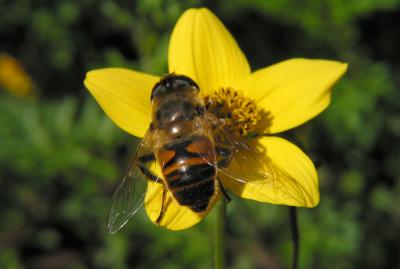 Bee 1