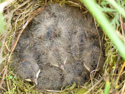 Baby larks 1