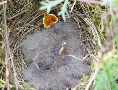 Baby larks 2