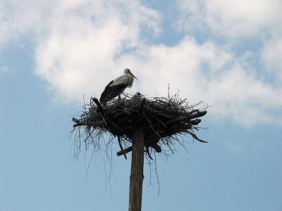 Stork