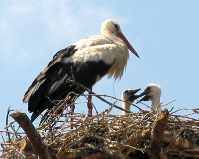 The Storks
