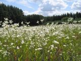 Wild flowers