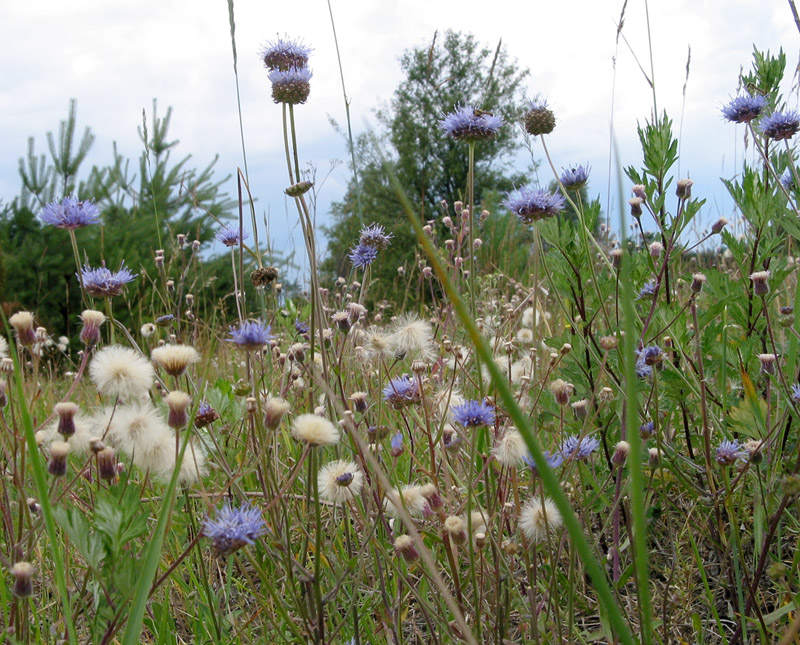 Wild herbs