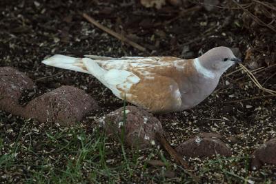 Ring Neck Turtle Dove