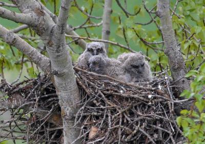 great horned owl babies