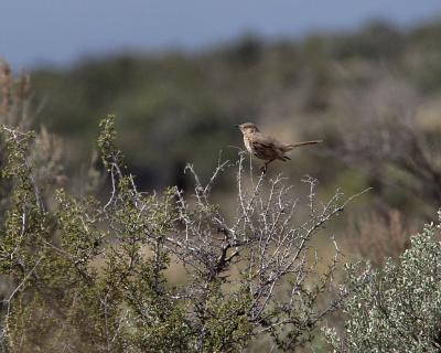 sage thrasher