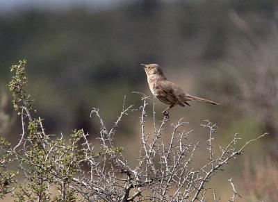 sage thrasher singing