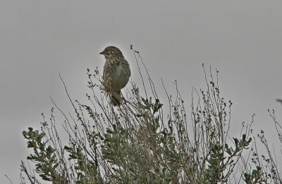 vespers sparrow