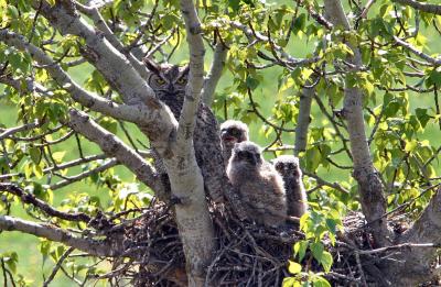 great horned owl mom and babies