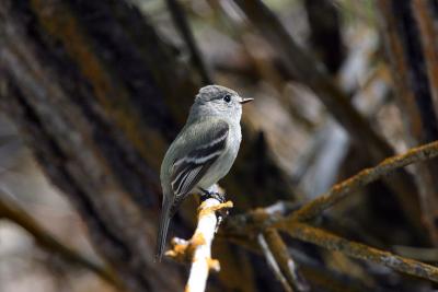 hammonds flycatcher